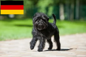 Read more about the article Criadores de Affenpinscher e cachorros na Alemanha