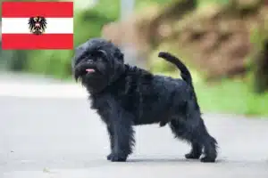 Read more about the article Criadores de Affenpinscher e cachorros na Áustria