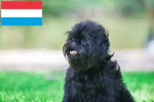 Read more about the article Criadores de Affenpinscher e cachorros no Luxemburgo