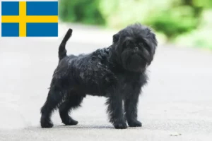 Read more about the article Criadores de Affenpinscher e cachorros na Suécia