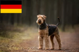 Read more about the article Criadores de Airedale Terrier e cachorros na Alemanha