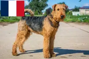 Read more about the article Criadores de Airedale Terrier e cachorros em França