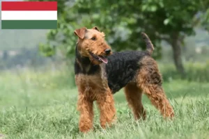 Read more about the article Criadores de Airedale Terrier e cachorros na Hungria