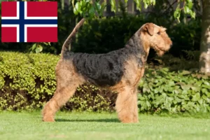 Read more about the article Criadores de Airedale Terrier e cachorros na Noruega