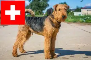 Read more about the article Criadores de Airedale Terrier e cachorros na Suíça