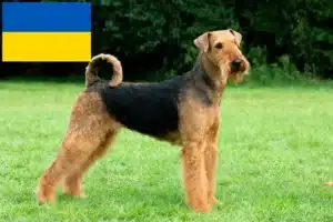 Read more about the article Criadores de Airedale Terrier e cachorros na Ucrânia