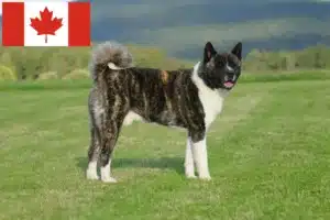 Read more about the article Criadores de Akita e cachorros no Canadá