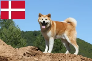 Read more about the article Criadores de Akita e cachorros na Dinamarca