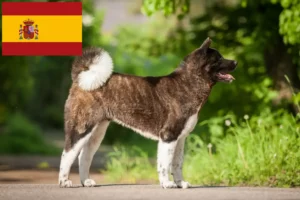 Read more about the article Criadores de Akita e cachorros em Espanha