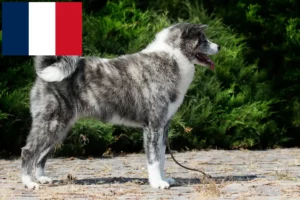 Read more about the article Criadores de Akita e cachorros em França