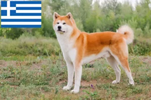 Read more about the article Criadores de Akita e cachorros na Grécia