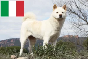 Read more about the article Criadores de Akita e cachorros em Itália