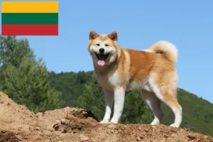 Read more about the article Criadores de Akita e cachorros na Lituânia