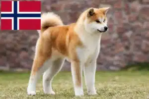 Read more about the article Criadores de Akita e cachorros na Noruega