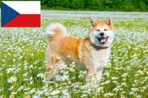 Read more about the article Criadores de Akita e cachorros na República Checa