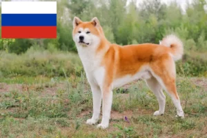 Read more about the article Criadores de Akita e cachorros na Rússia