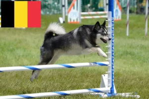 Read more about the article Criadores de Alaskan Klee Kai e cachorros na Bélgica