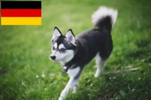 Read more about the article Criadores de Alaskan Klee Kai e cachorros na Alemanha