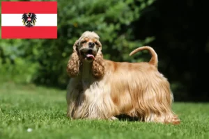 Read more about the article Criadores de Cocker Spaniel Americano e cachorros na Áustria