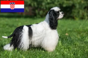 Read more about the article Criadores de Cocker Spaniel americano e cachorros na Croácia