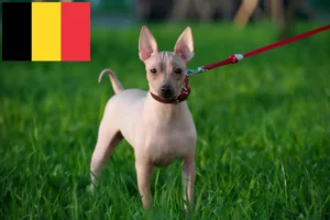 Read more about the article Criadores de American Hairless Terrier e cachorros na Bélgica