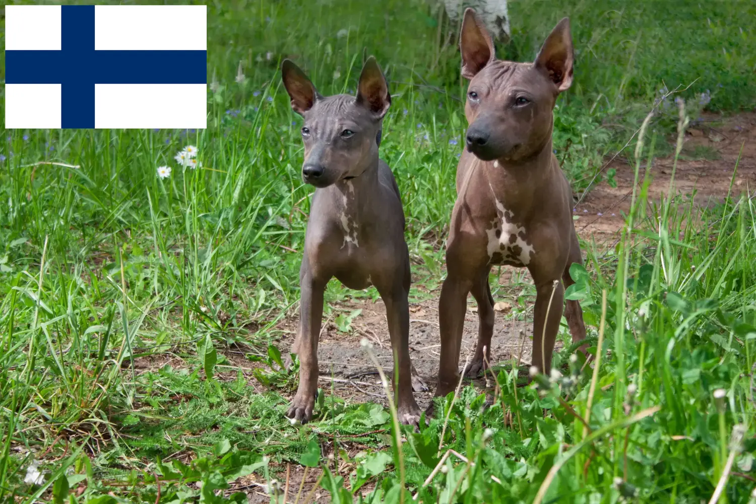 Read more about the article Criadores de American Hairless Terrier e cachorros na Finlândia