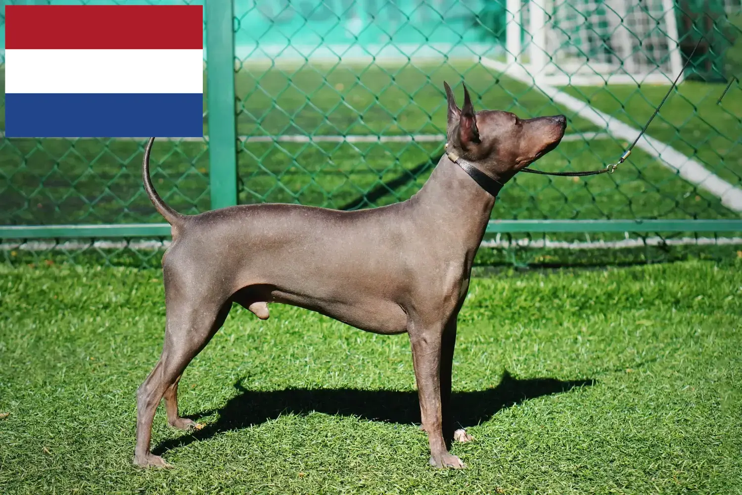 Read more about the article Criadores e cachorros de American Hairless Terrier nos Países Baixos