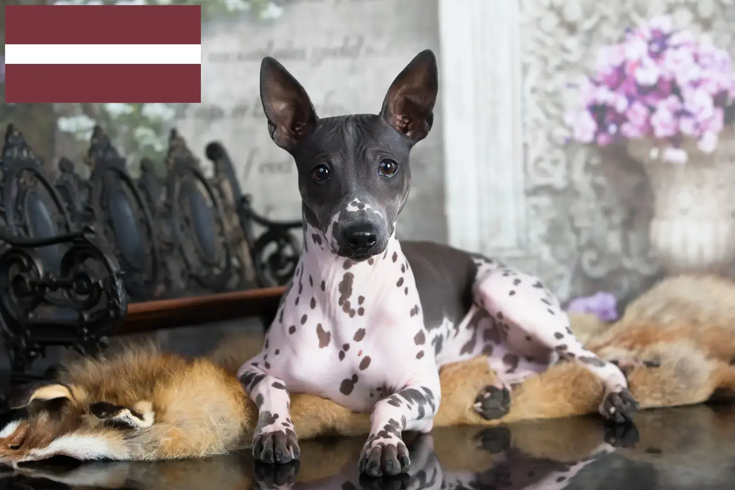 Read more about the article Criadores de American Hairless Terrier e cachorros na Letónia