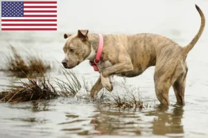 Read more about the article American Pit Bull Terrier criadores e cachorros nos EUA