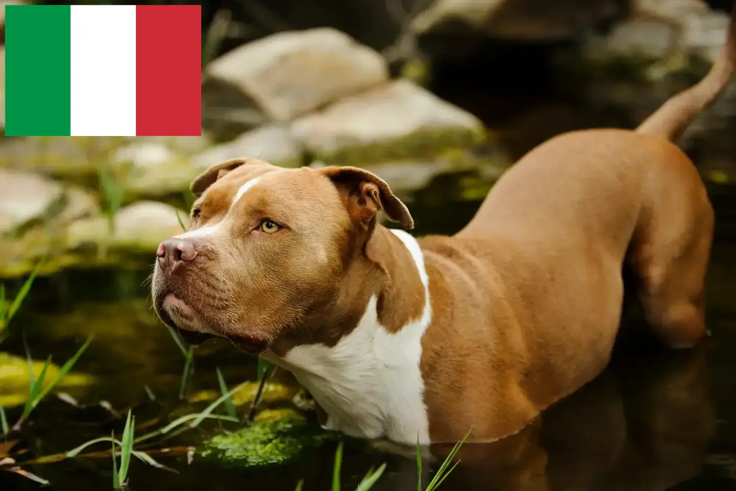 Read more about the article Criadores e cachorros de American Pit Bull Terrier em Itália