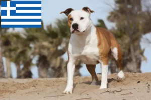 Read more about the article Criadores e cachorros de American Staffordshire Terrier na Grécia