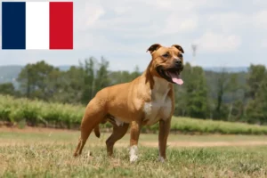 Read more about the article Criadores de American Staffordshire Terrier e cachorros na Reunião