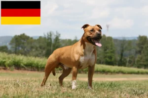 Read more about the article Criadores e cachorros de American Staffordshire Terrier na Alemanha