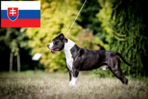 Read more about the article Criadores e cachorros de American Staffordshire Terrier na Eslováquia