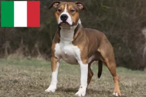 Read more about the article Criadores e cachorros de American Staffordshire Terrier em Itália