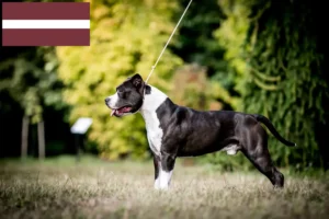 Read more about the article Criadores e cachorros de American Staffordshire Terrier na Letónia