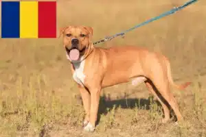 Read more about the article Criadores e cachorros de American Staffordshire Terrier em Roménia