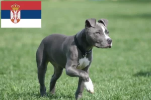 Read more about the article Criadores de American Staffordshire Terrier e cachorros na Sérvia