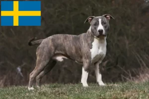 Read more about the article Criadores e cachorros de American Staffordshire Terrier na Suécia