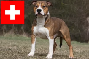 Read more about the article Criadores e cachorros de American Staffordshire Terrier na Suíça