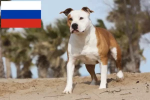 Read more about the article Criadores e cachorros de American Staffordshire Terrier na Rússia