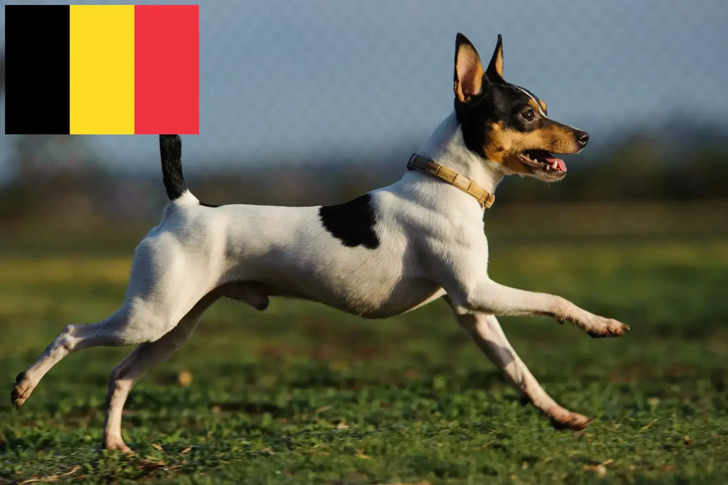 Read more about the article Criadores de American Toy Terrier e cachorros na Bélgica