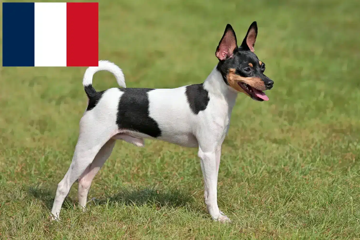 Read more about the article Criadores e cachorros de American Toy Terrier em França