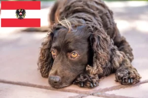 Read more about the article Criadores de American Water Spaniel e cachorros na Áustria