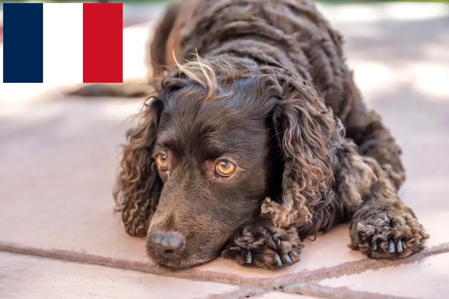 Read more about the article Criadores e cachorros de American Water Spaniel em França