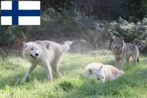 Read more about the article Criadores de American Wolfhound e cachorros na Finlândia