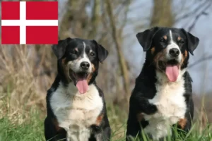 Read more about the article Appenzell Mountain Dog Breeder e cachorros na Dinamarca