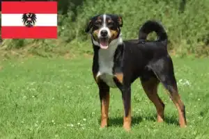 Read more about the article Appenzell Mountain Dog Criadores e cachorros na Áustria