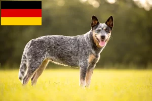 Read more about the article Criadores de Australian Cattle Dog e cachorros na Alemanha