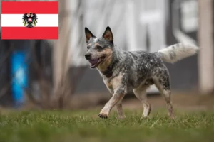 Read more about the article Criadores de Australian Cattle Dog e cachorros na Áustria